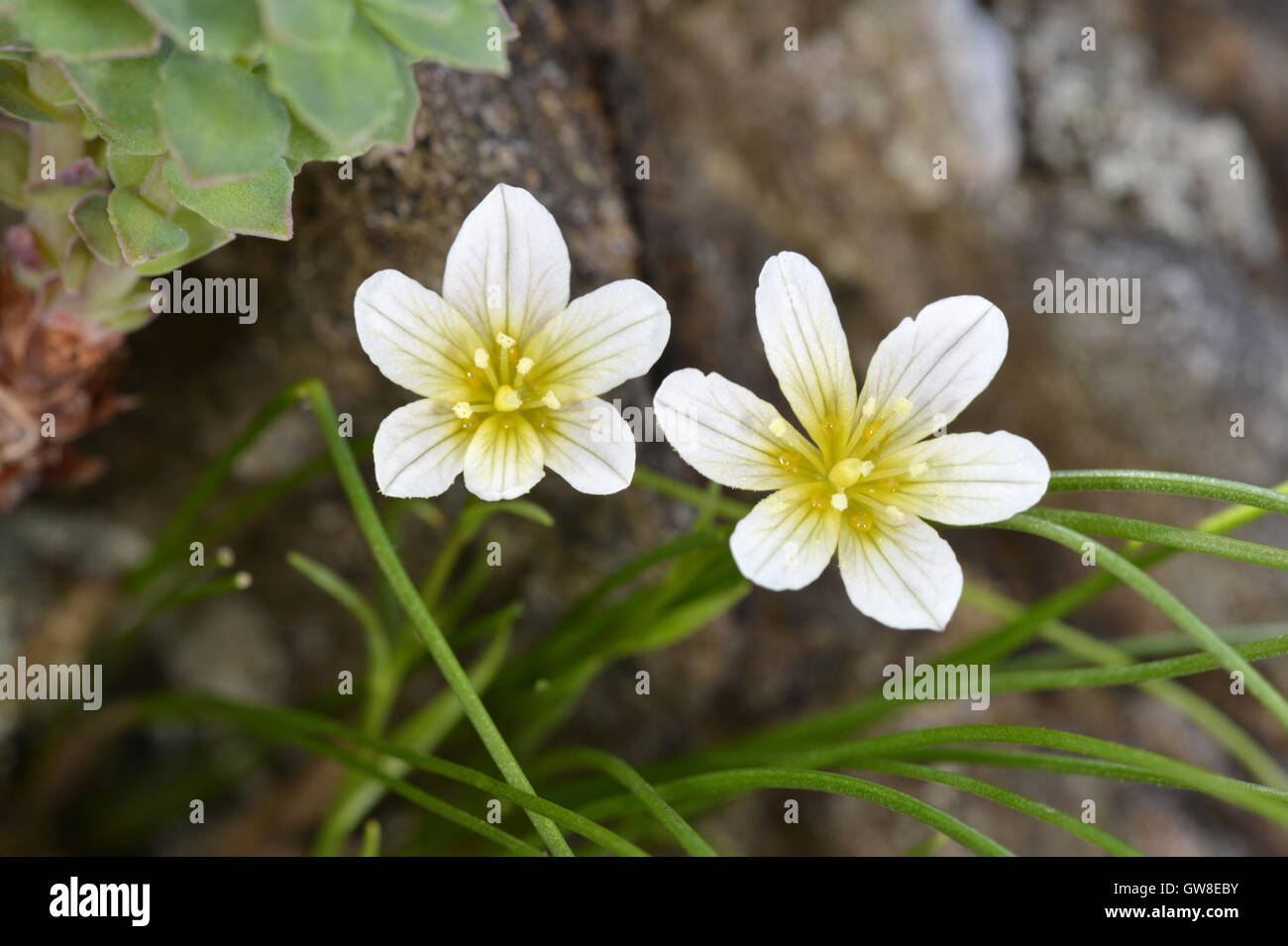 Snowdon Lilie - Gagea serotina Stockfoto