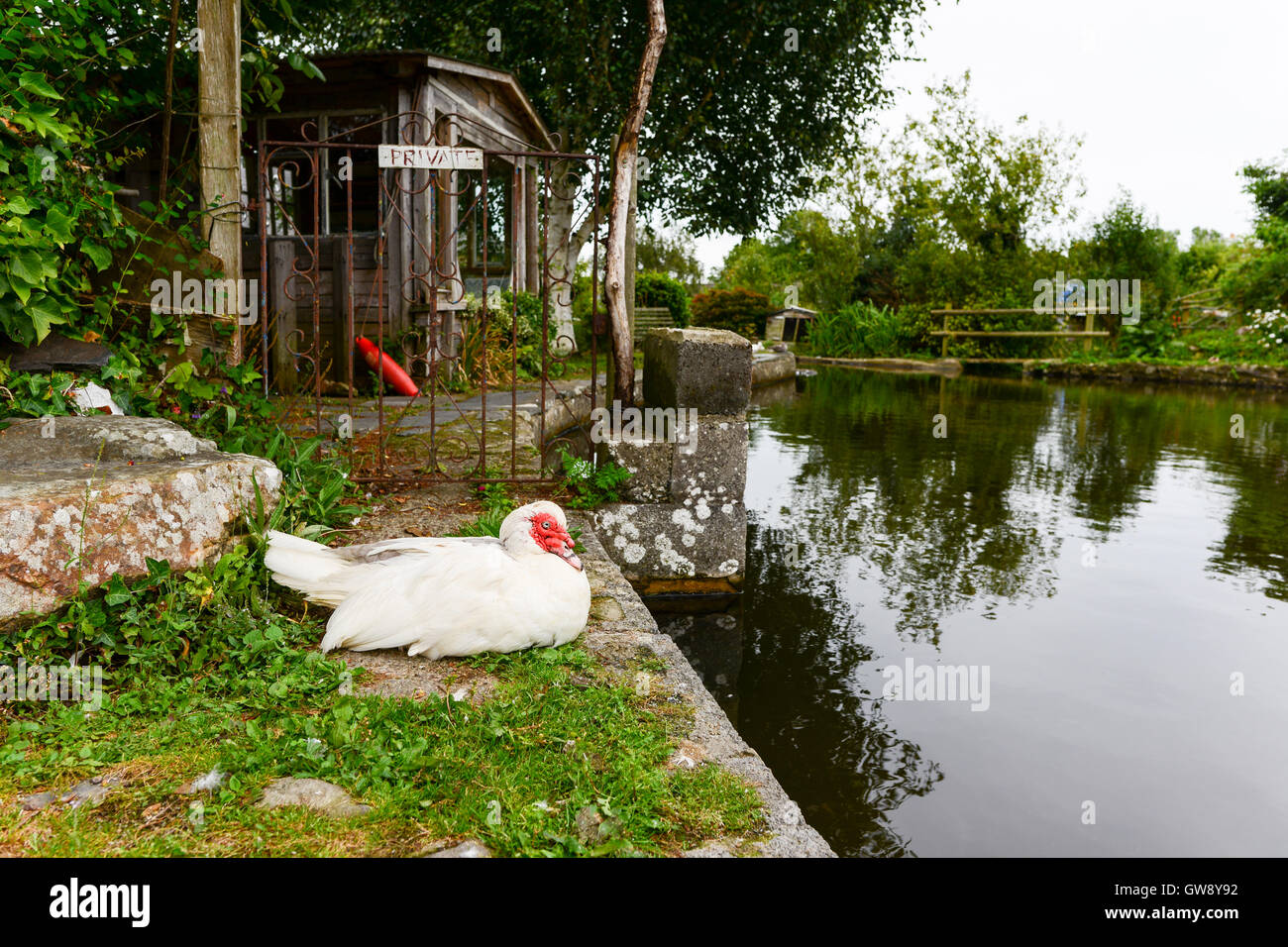 Hen zu schützen. Stockfoto