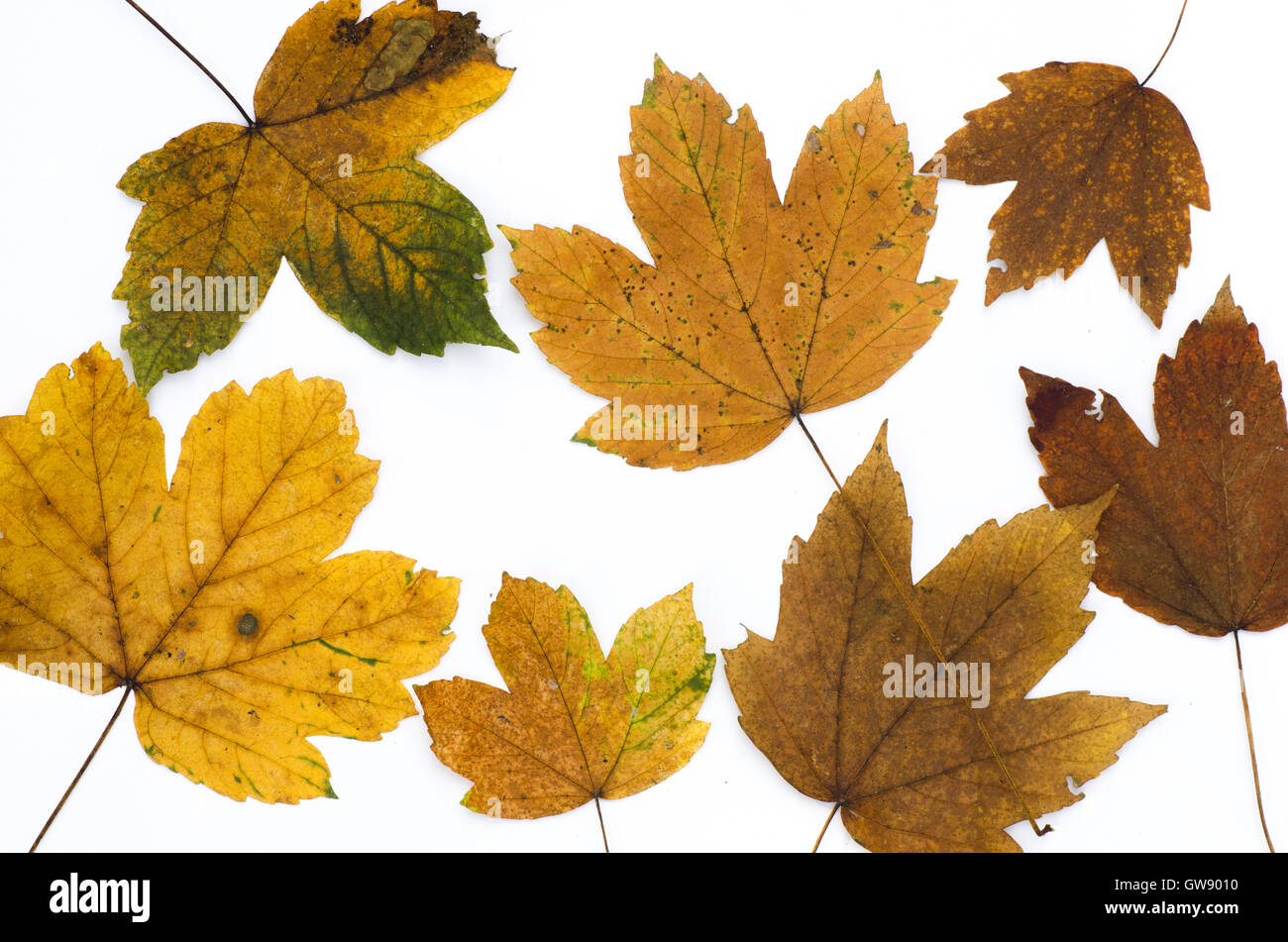 Herbstlaub auf weißem Papierhintergrund Stockfoto