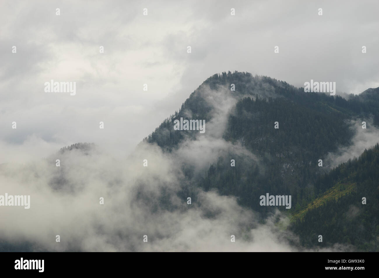 Nebligen Wald am Berghang von Nebel und Wolken bedeckt Stockfoto