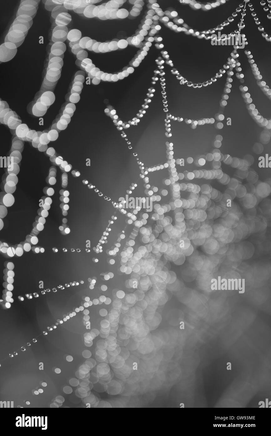 Spinnennetz mit Tautropfen Tropfen Closeup. Tiefenschärfe, schwarz / weiß Bild Stockfoto