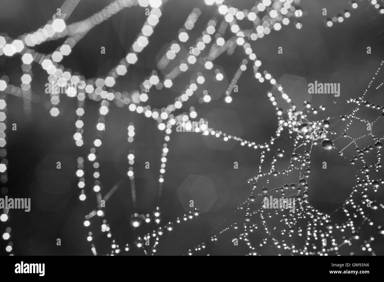 Spinnennetz mit Tautropfen Tropfen Makro. Tiefenschärfe, schwarz / weiß Bild Stockfoto