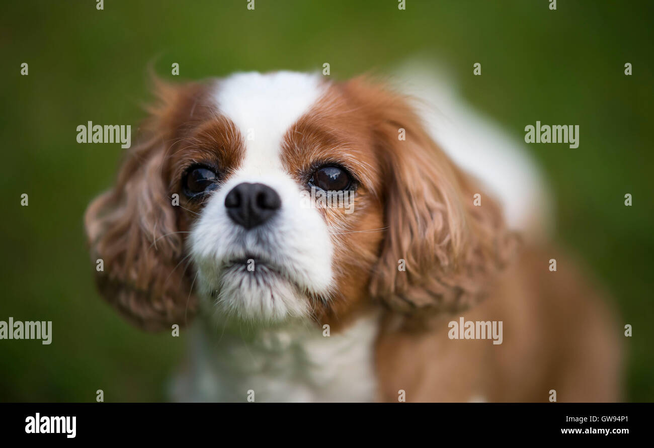 King Charles cavalier Spaniel Hund mit Grün aus Fokus Hintergrund. Stockfoto