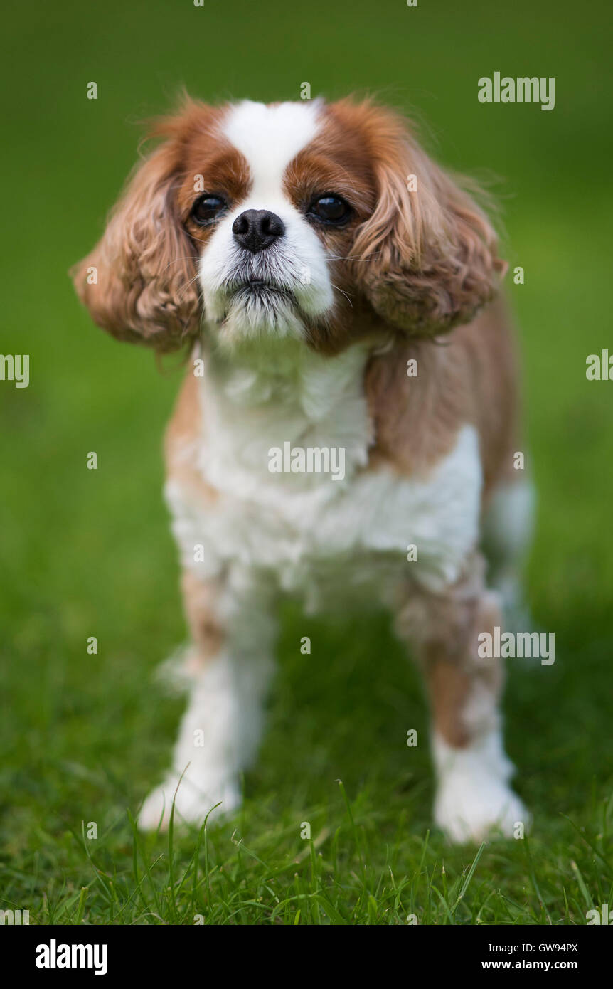King Charles cavalier Spaniel Hund mit Grün aus Fokus Hintergrund. Stockfoto