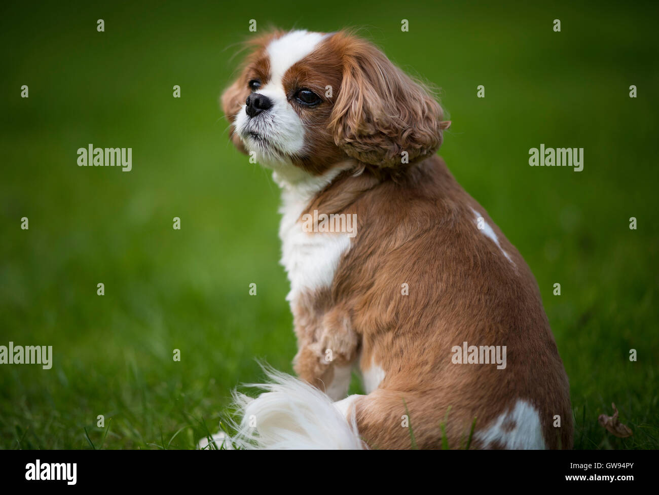 King Charles cavalier Spaniel Hund mit Grün aus Fokus Hintergrund. Stockfoto
