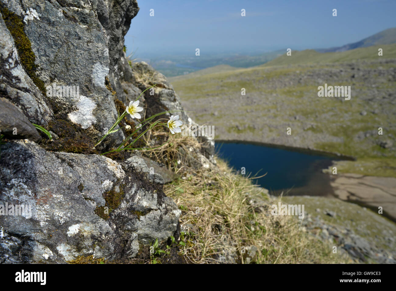 Snowdon Lilie - Gagea serotina Stockfoto