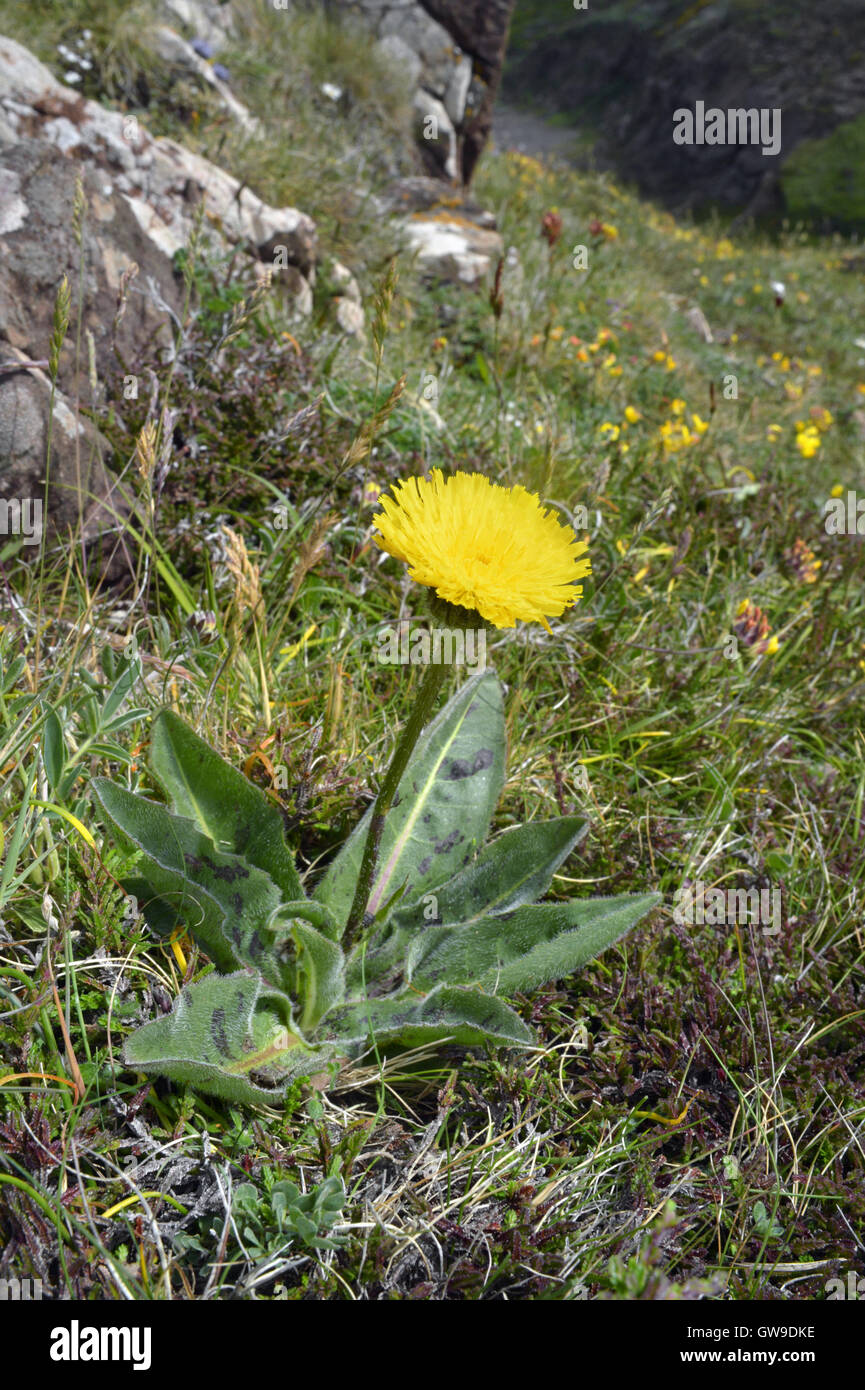 Gefleckte Katze-Ohr - Hypochaeris maculata Stockfoto