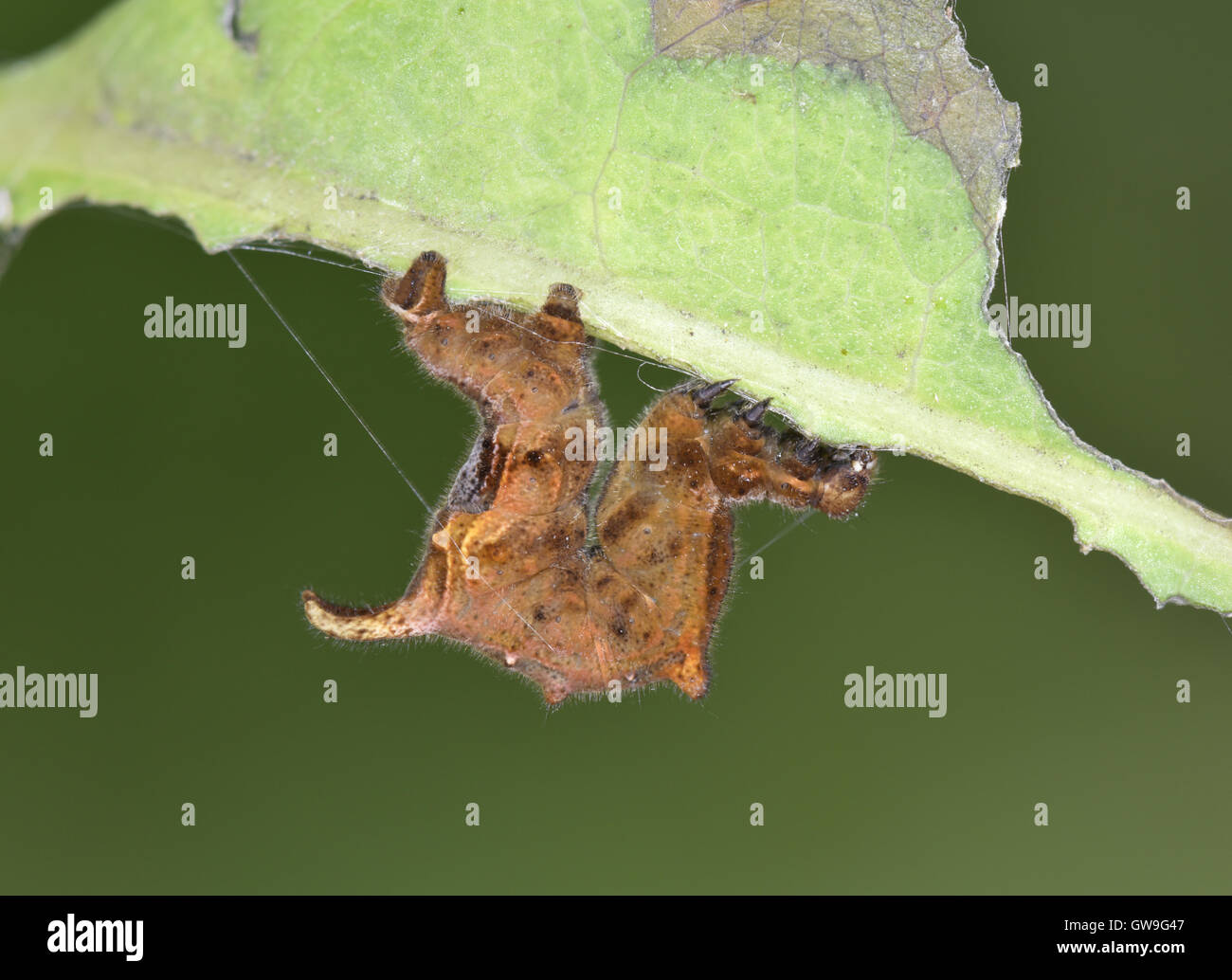 Lila Schönheit - Apeira syringaria Stockfoto