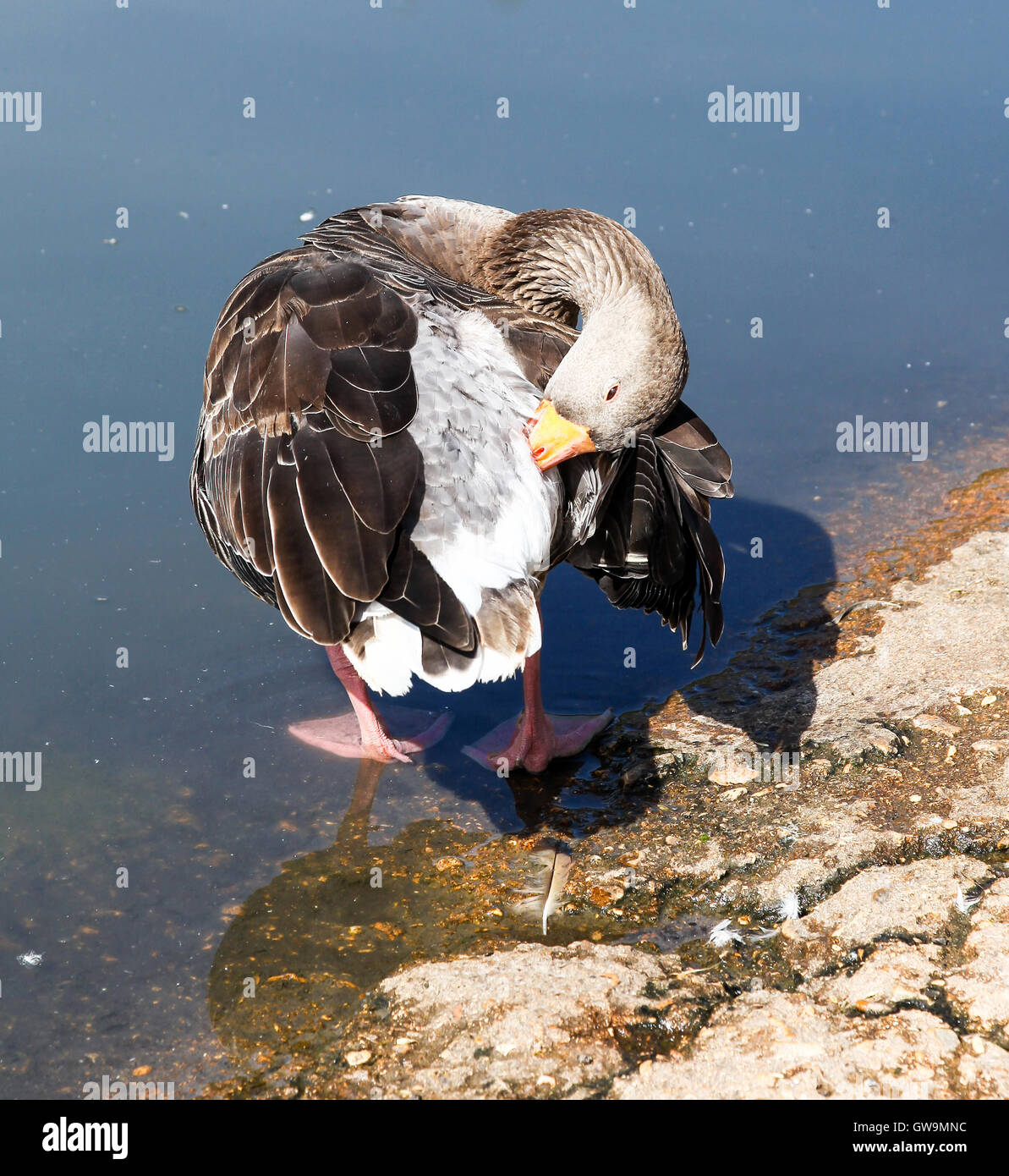 Ein pink-footed Goose (Anser brachyrhynchus) Putzen im Vertrauen Slimbridge Wildfowl und Feuchtgebiete Wetland Centre, Gloustershire, England Stockfoto
