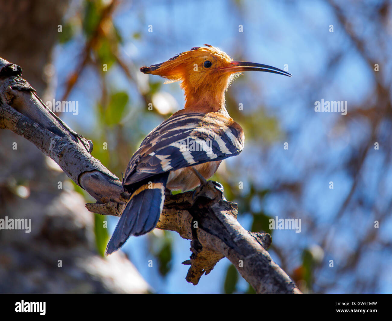 Madagaskar-Wiedehopf in Kirindy Wald Stockfoto