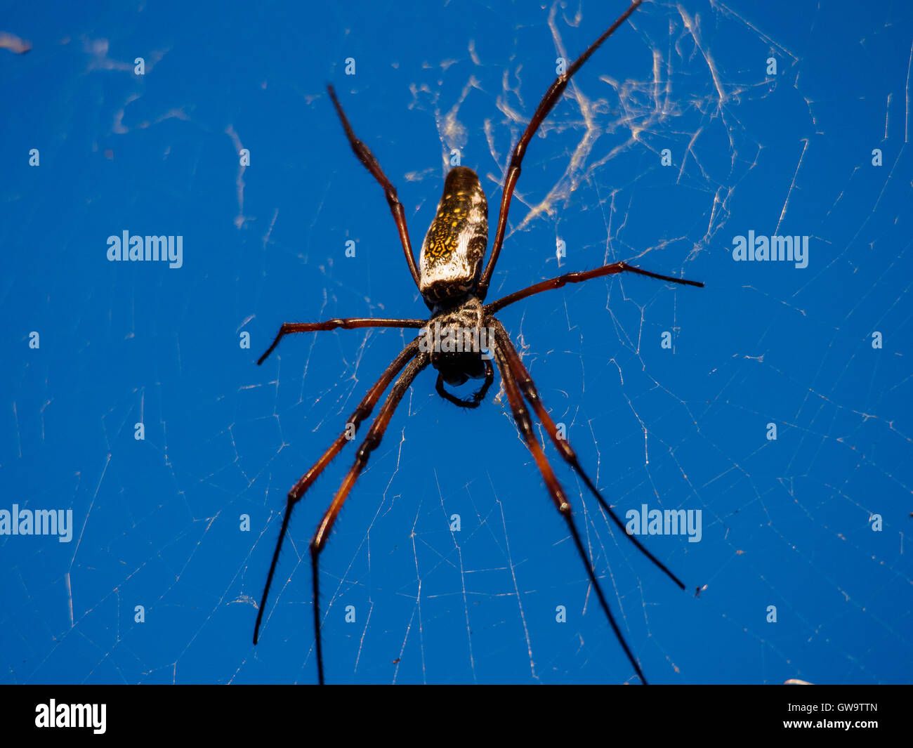 Nephila Inaurata Madagascariensis im Arboretum Antsokay, Madagaskar golden Orb weaver Stockfoto
