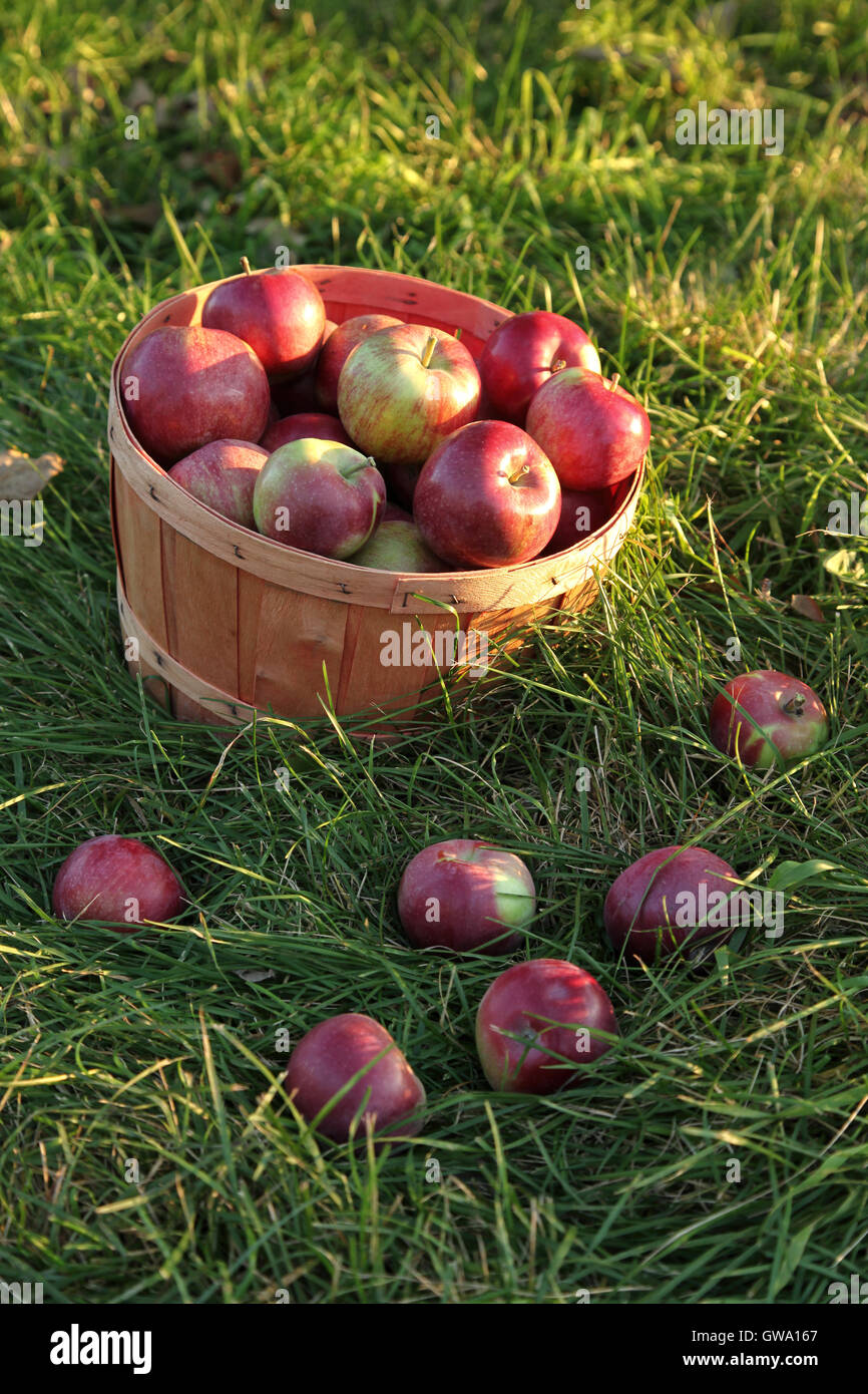 Korb mit Äpfeln in der Wiese Stockfoto