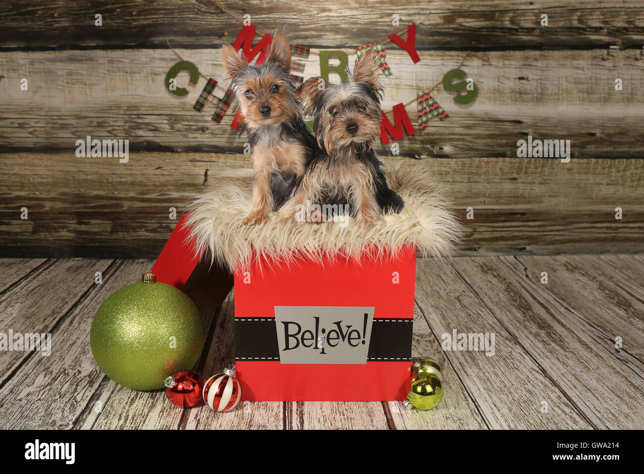 Yorkie Welpen auf Weihnachten Themen Hintergrund Stockfoto