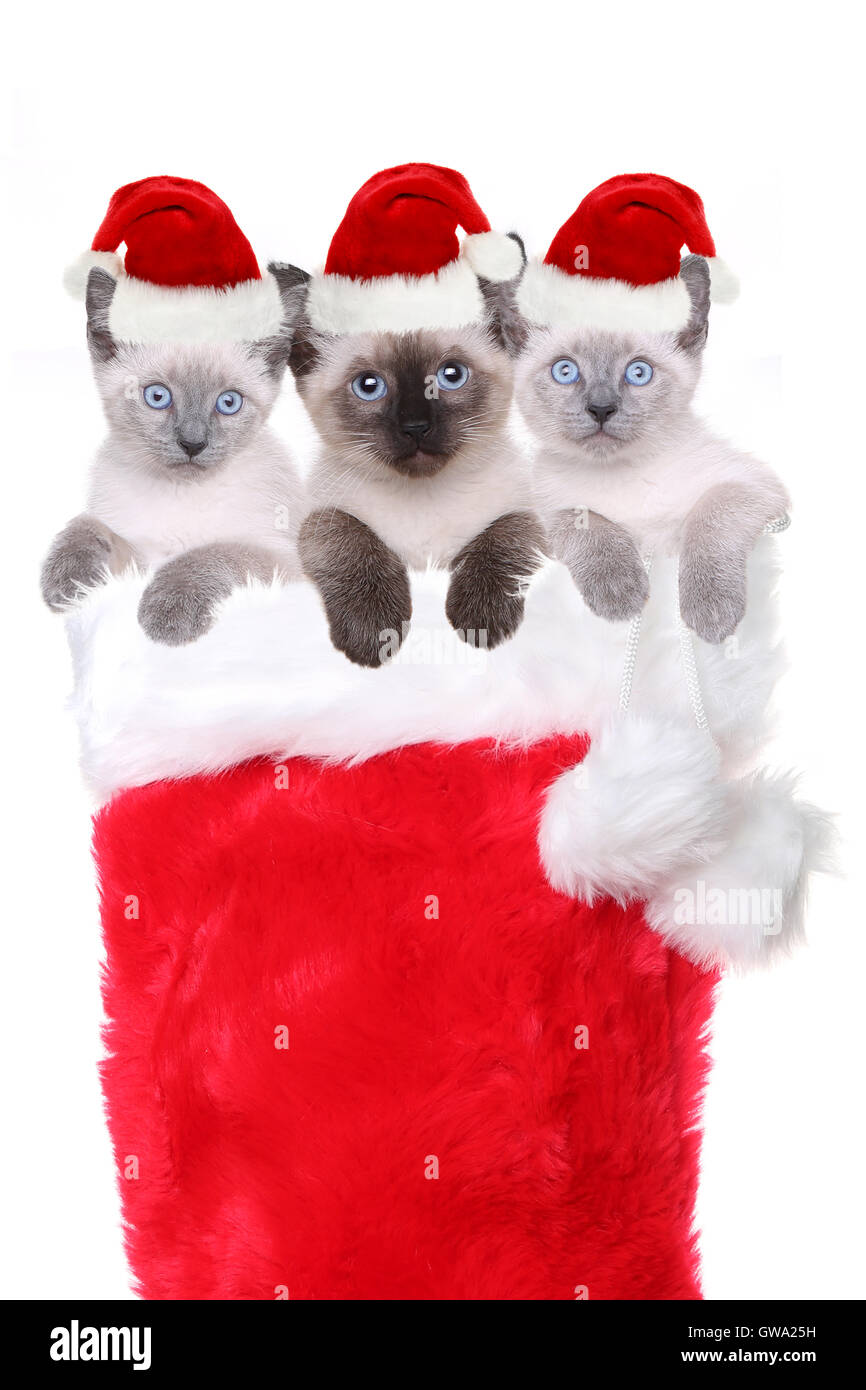 Siam Kätzchen in einen Strumpf Santa Hüte tragen Stockfoto