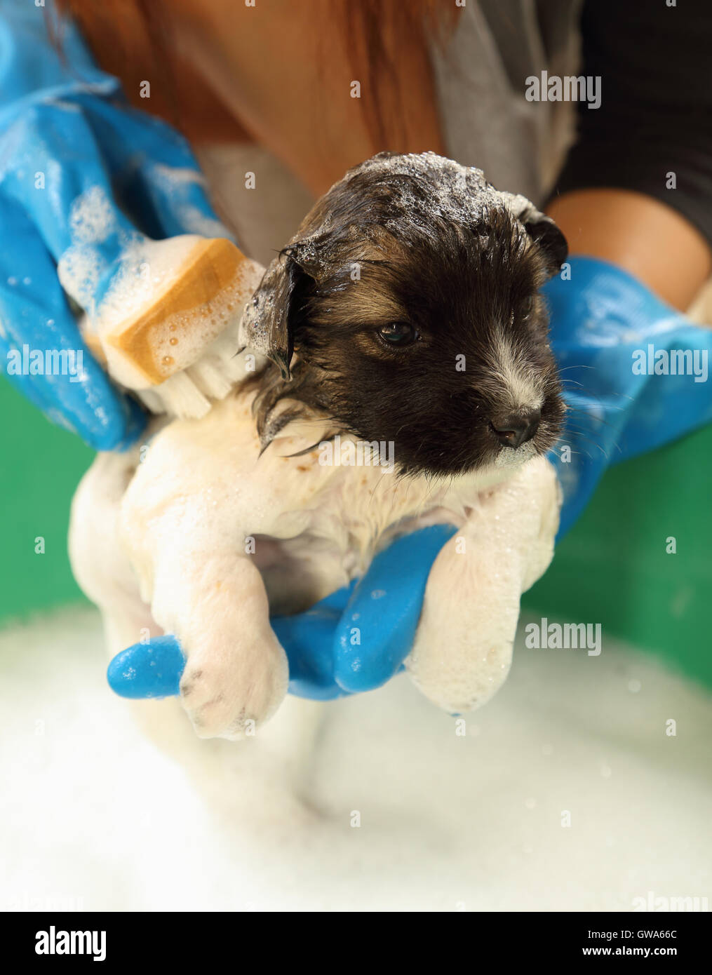 Hündchen in Badewanne Stockfoto