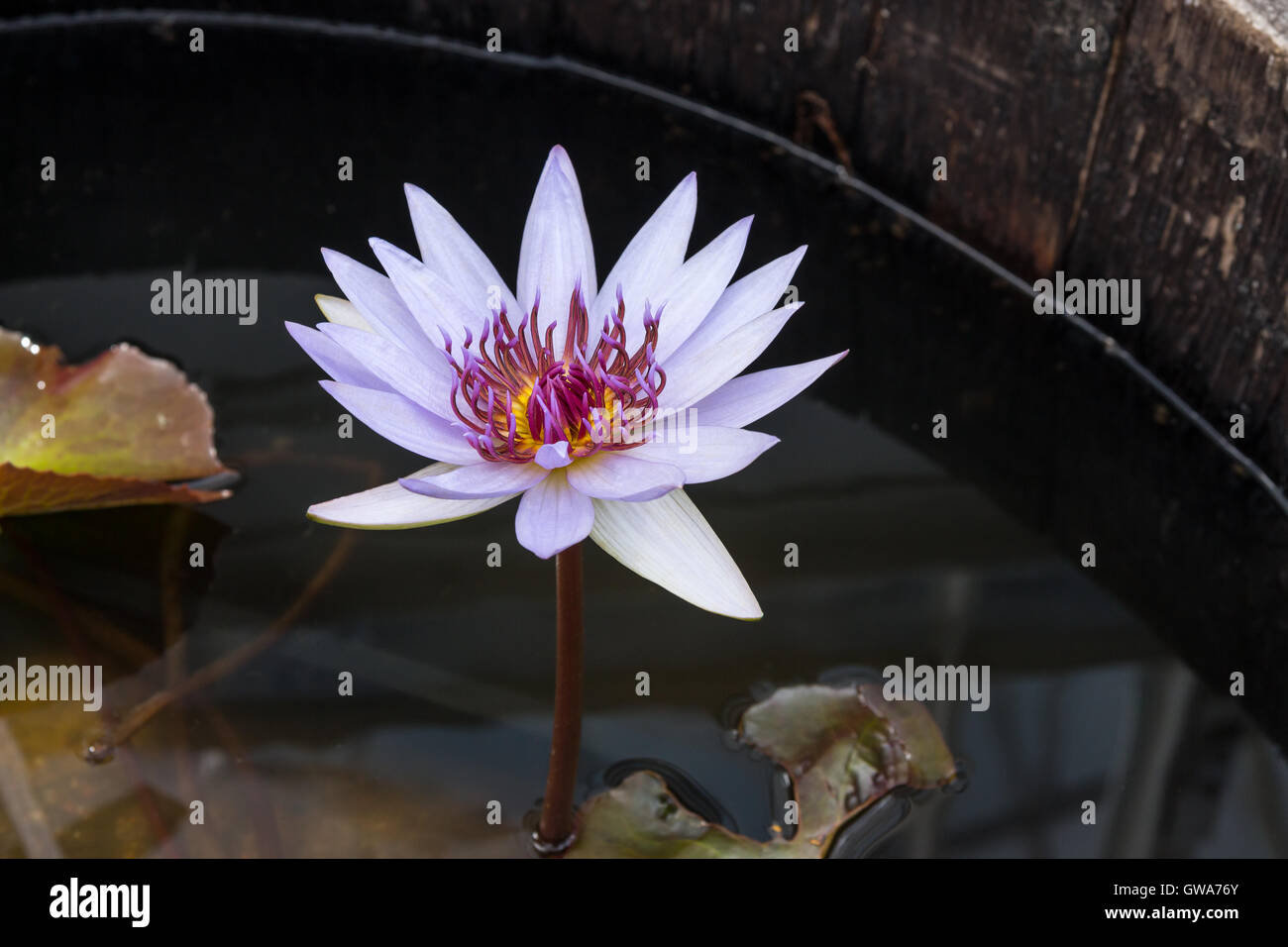 Lila Lotus im dunklen Wasser Stockfoto