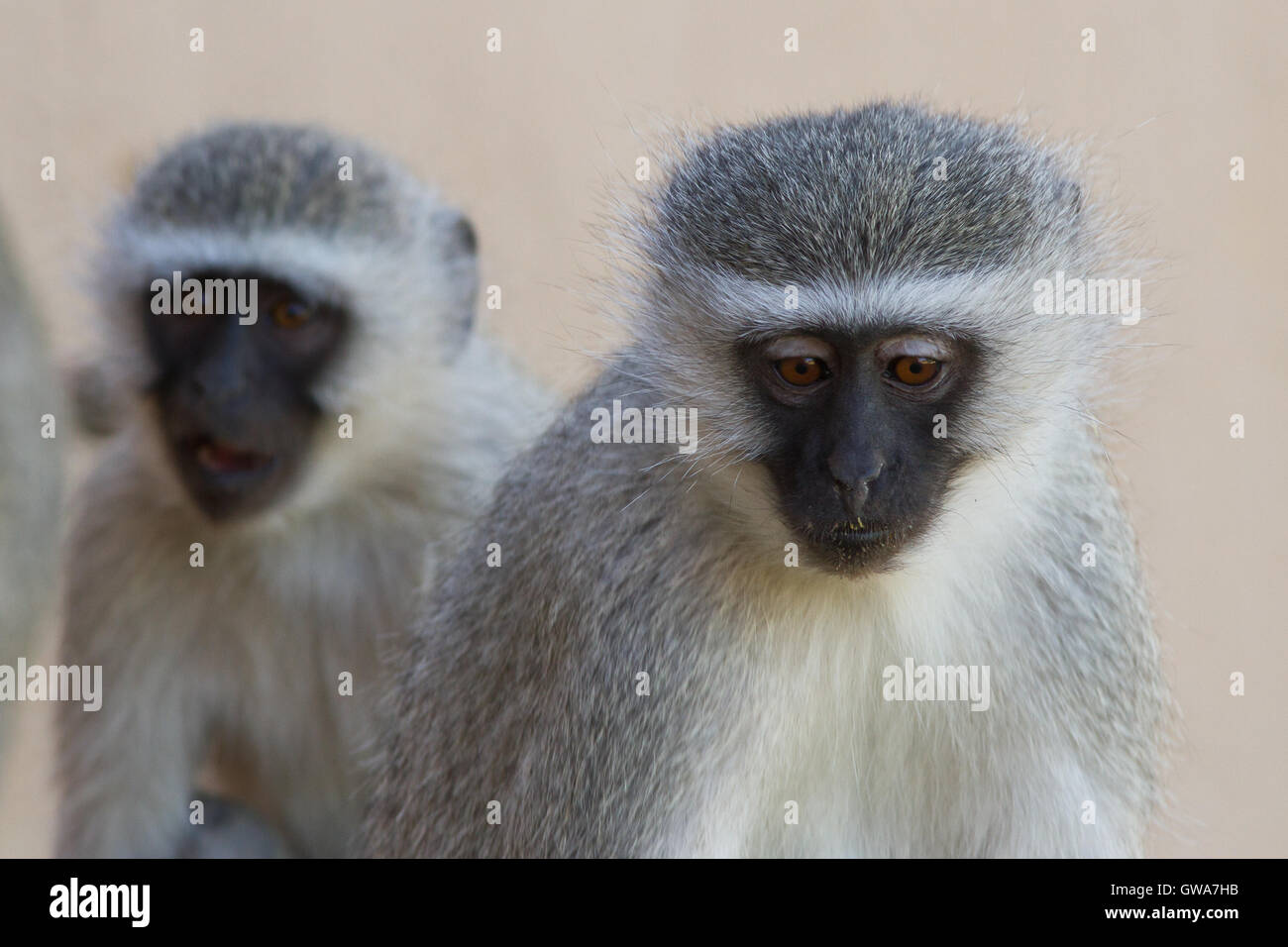 Vervet Affe (Chlorocebus Pygerythrus) Juvenile und weiblich, Orange River - Südafrika Stockfoto