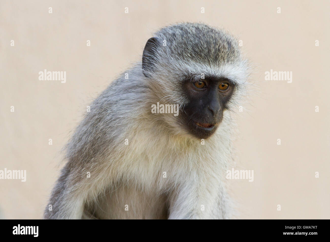 Meerkatze (chlorocebus pygerythrus) Jugendkriminalität, der Orange River - Südafrika Stockfoto