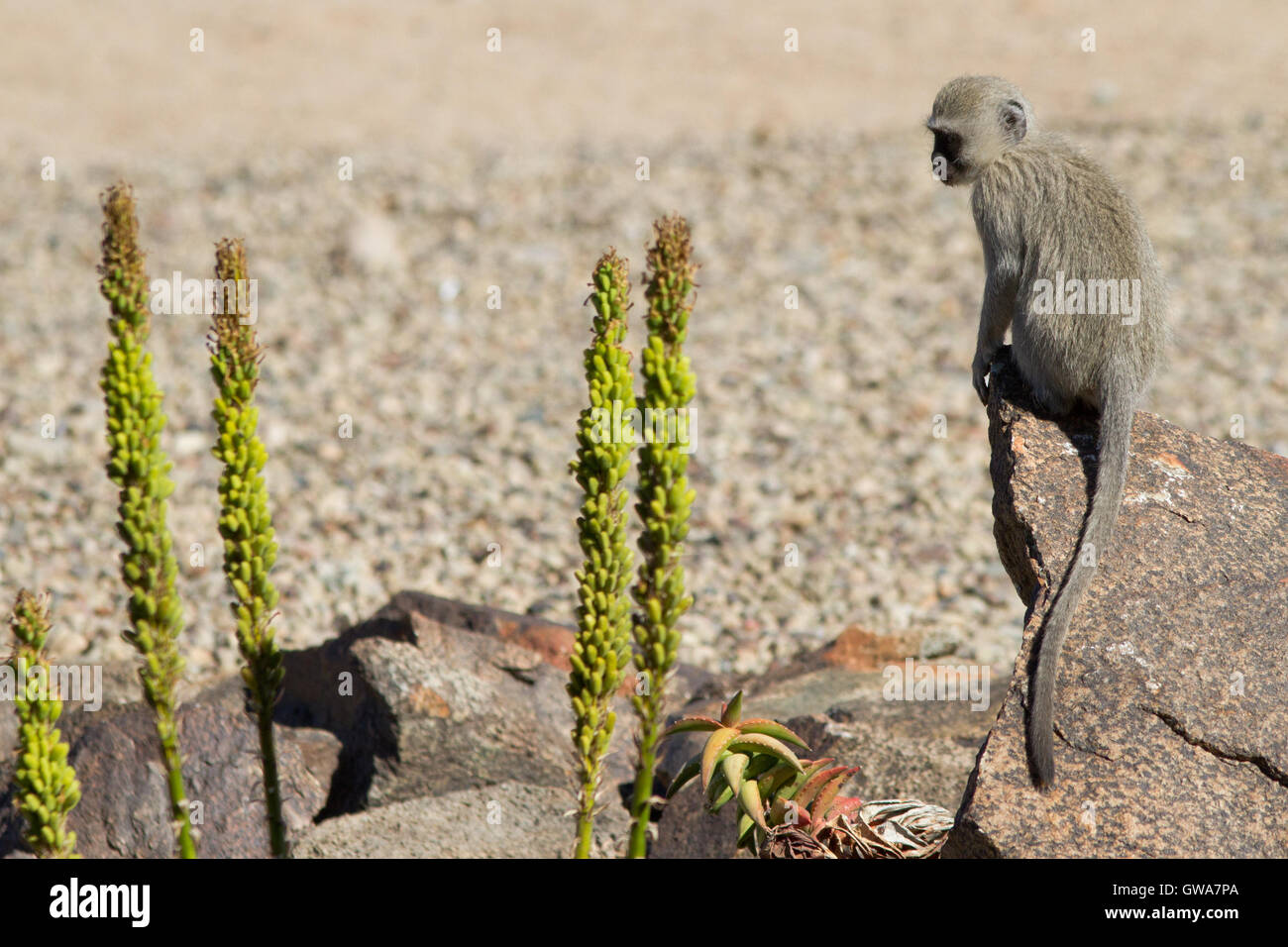 Meerkatze (chlorocebus pygerythrus) Jugendkriminalität, der Orange River - Südafrika Stockfoto