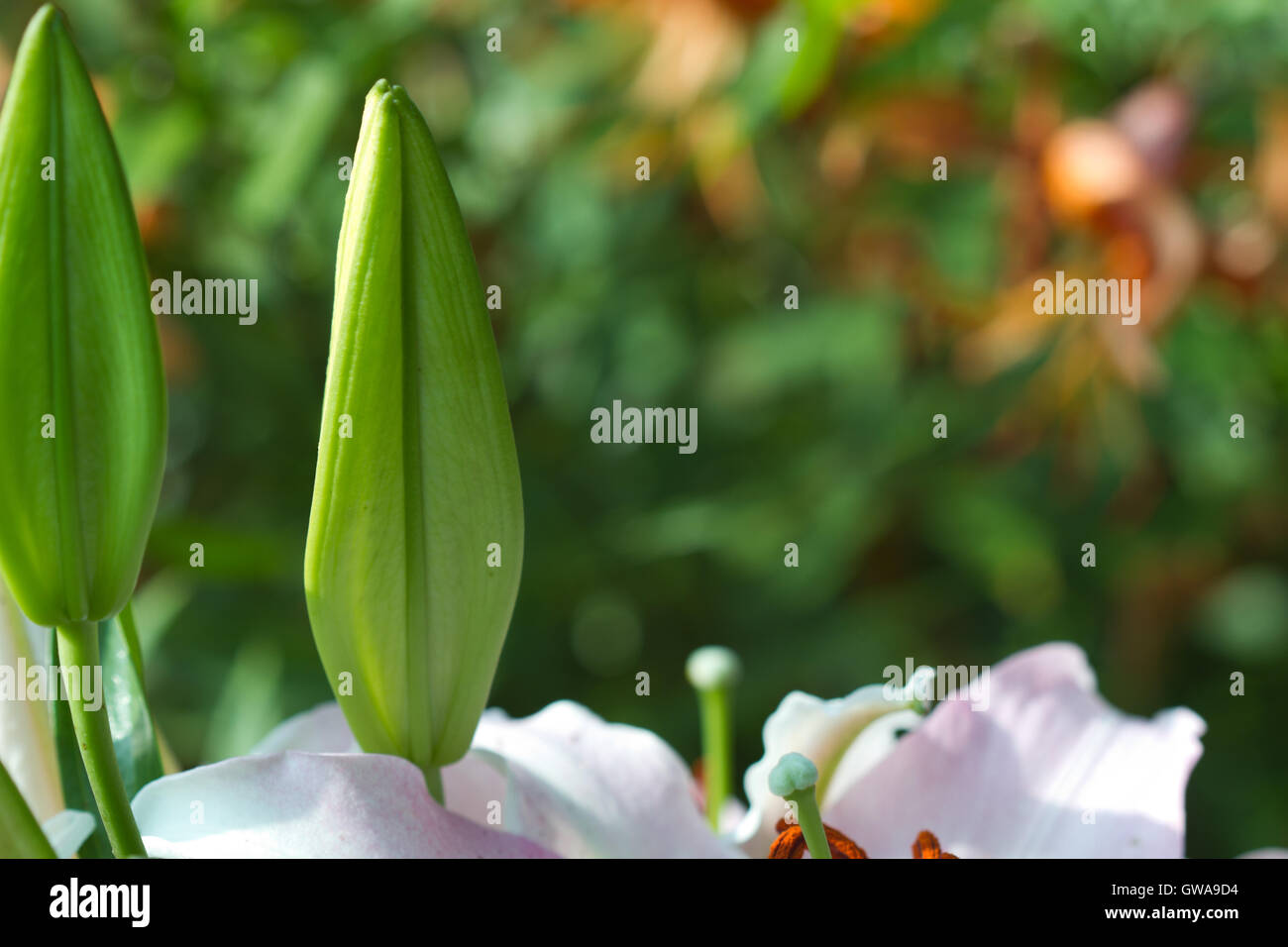 Natur-Hintergrund-Muster: Blütenblätter (Stempel Staubblätter) und Knospen von Lilie Blume Closeup Stockfoto