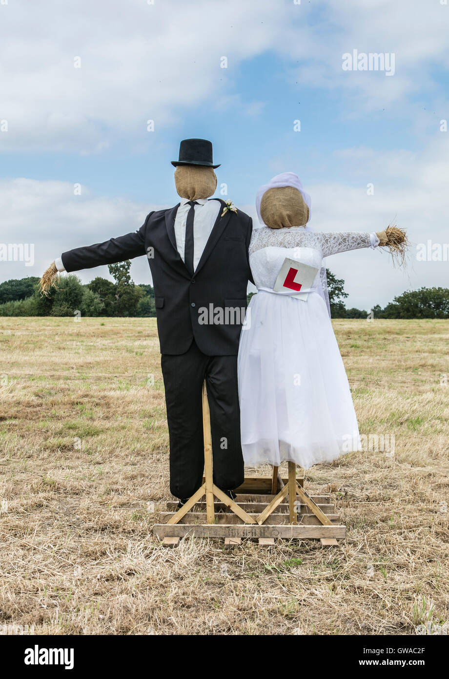 eine Panikmache Kuh in einem Feld von Braut und Bräutigam zu heiraten, eine Braut und Bräutigam Stockfoto