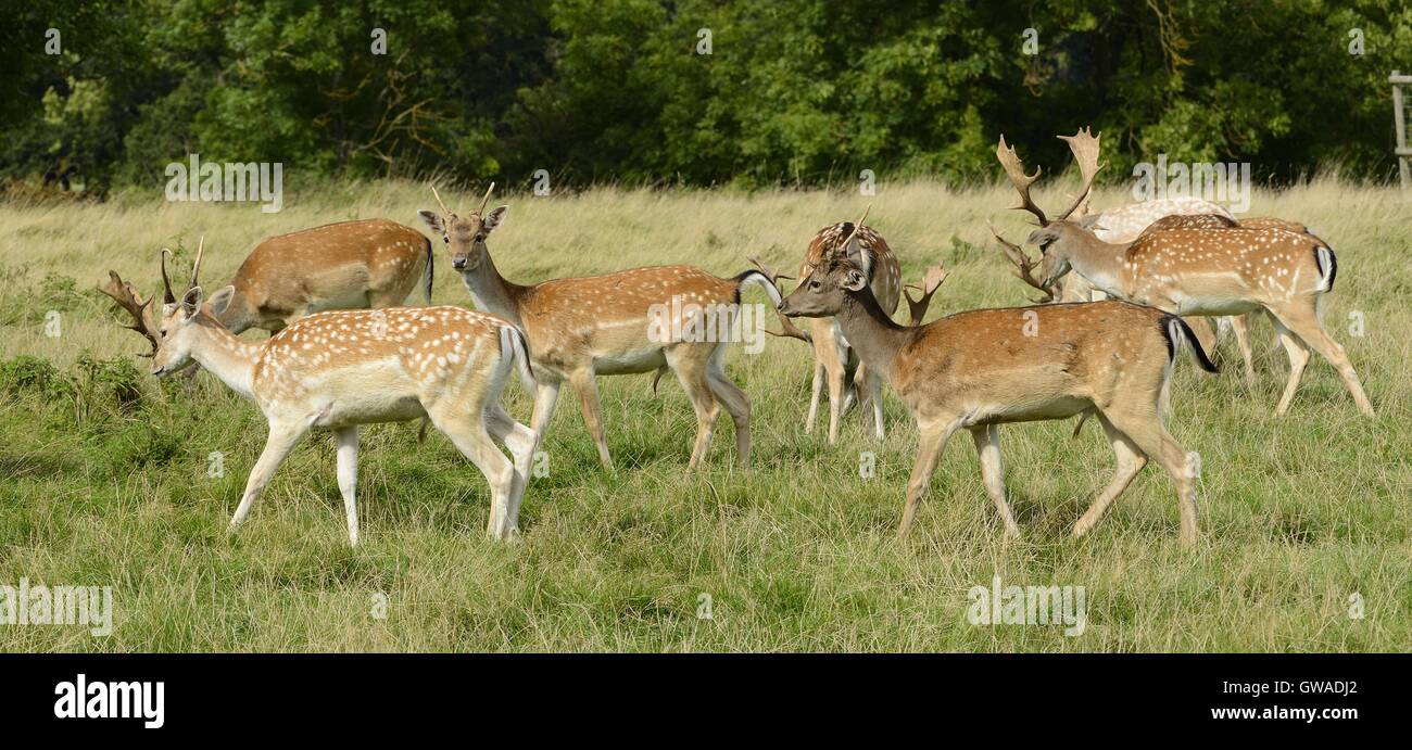 Herde Damhirsche Stockfoto