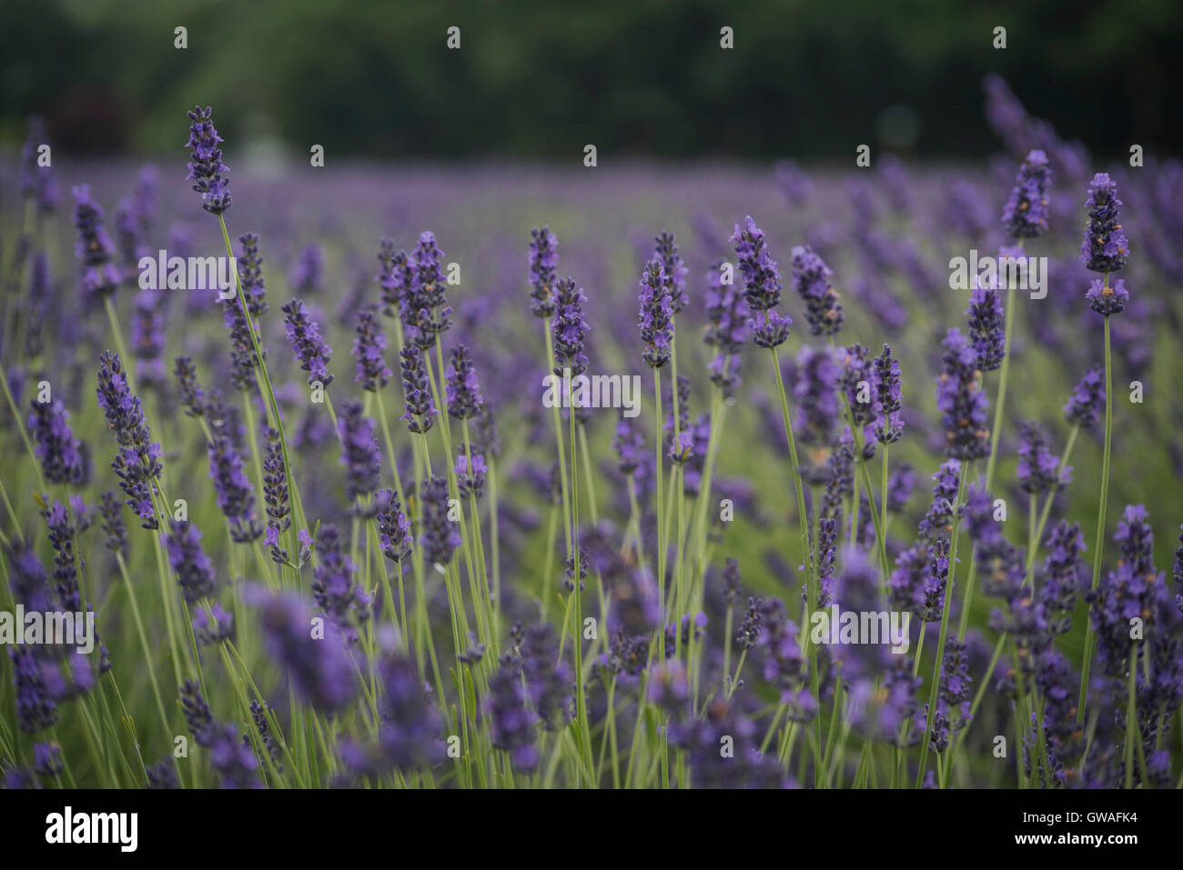 Nahaufnahme der Lavendel blüht in einem Feld von Lavendel mit Bäumen im Hintergrund Stockfoto