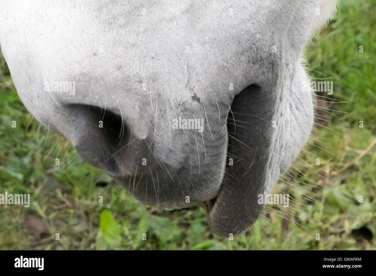 Das Pferdemaul Beamish Museum Stockfoto