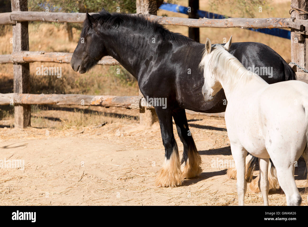 Pferde auf dem Bauernhof Stockfoto