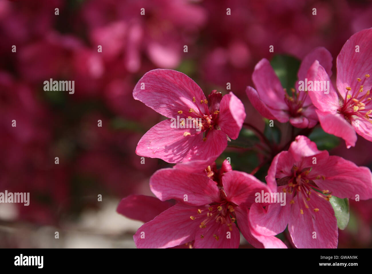 Eine Nahaufnahme von blühenden Blumen der rosa Holzapfel (Malus SP.) im Frühjahr Stockfoto