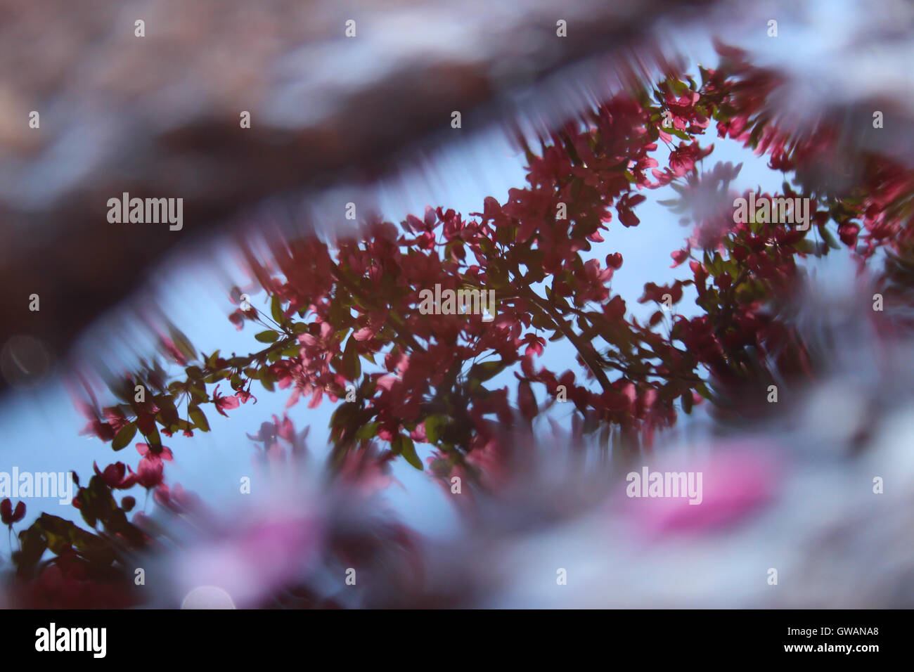 Ein Spiegelbild der Blumen Zierapfel (Malus SP.) gegen den Himmel in einer Pfütze Stockfoto