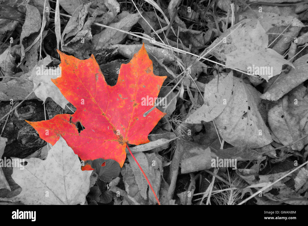 Ein Ahorn Blatt in Farbe unter den schwarzen und weißen gefallenen Herbst / Herbst Blätter Stockfoto