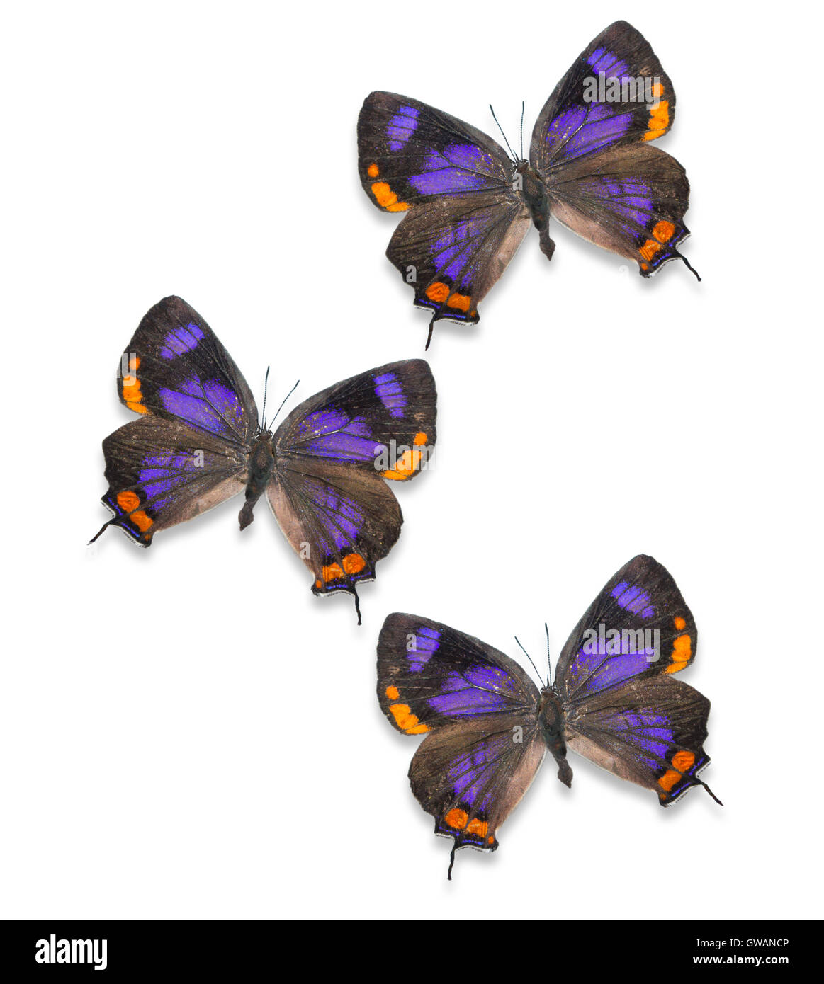Festgeklemmte / ausgebreitete / montierte Colorado Hairstreak-Schmetterlinge (Hypaurotis crysalus) / Exemplare / Ausschnitte auf weißem Hintergrund Stockfoto