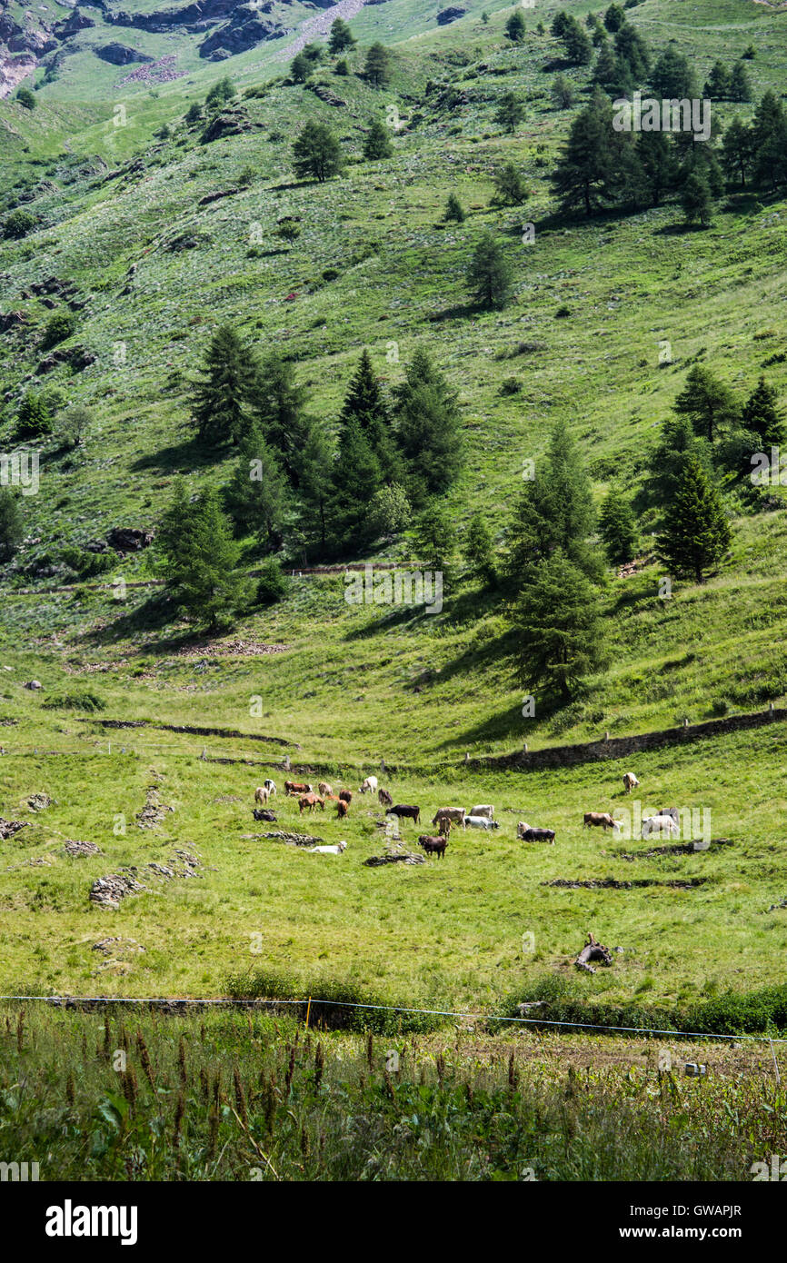 Kühe grasen auf einer Bergwiese Stockfoto