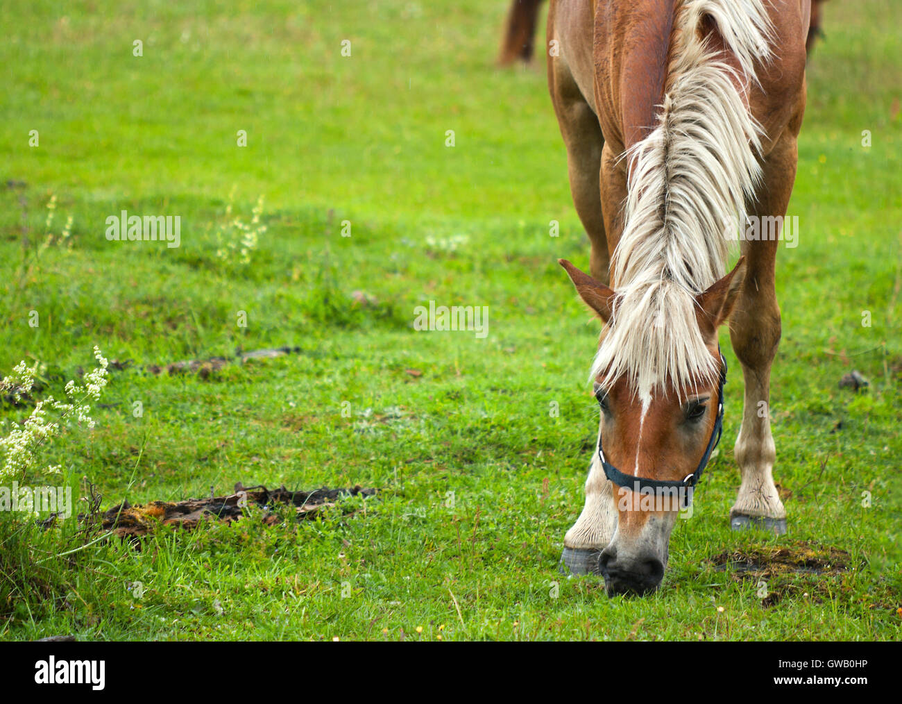 Wiese, Ackerland mit Rasen und Pflanzen an Land und Pferde weiden auf es. Stockfoto