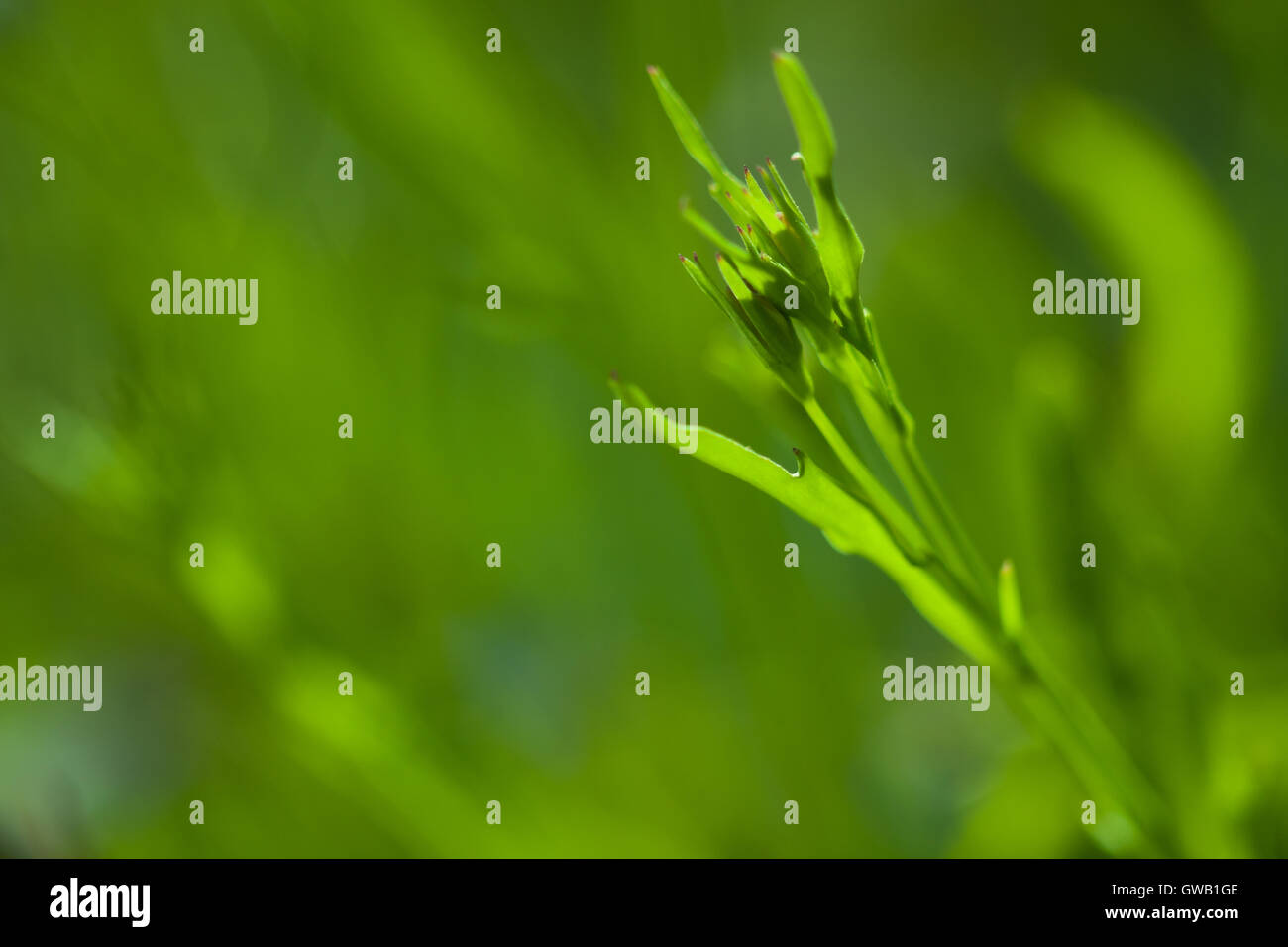 Grünpflanze hautnah mit unscharfes grün Hintergrund bestand aus anderen Pflanzen. Stockfoto