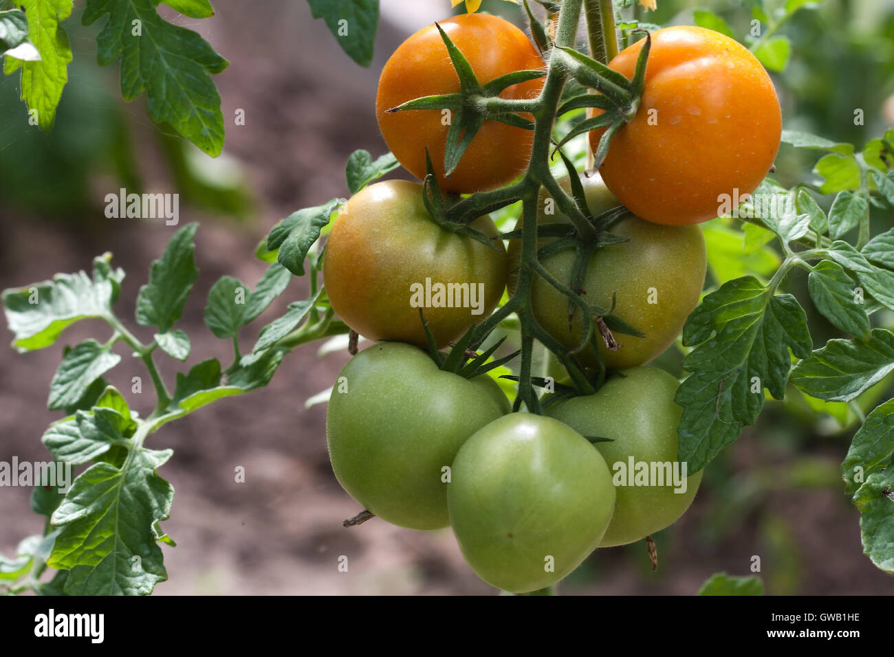 Landwirtschaft-Bild: unreife grüne und rote frische Tomaten wachsen in einem Gemüsegarten oder Bauernhof angebaut. Stockfoto