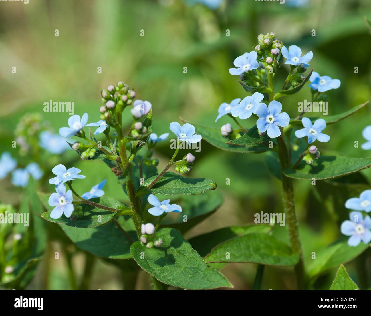 Botanischer Garten Pflanzen Natur Bild Vergissmeinnicht Myosotis botanischer-garten-pflanzen-natur-bild-vergissmeinnicht-myosotis