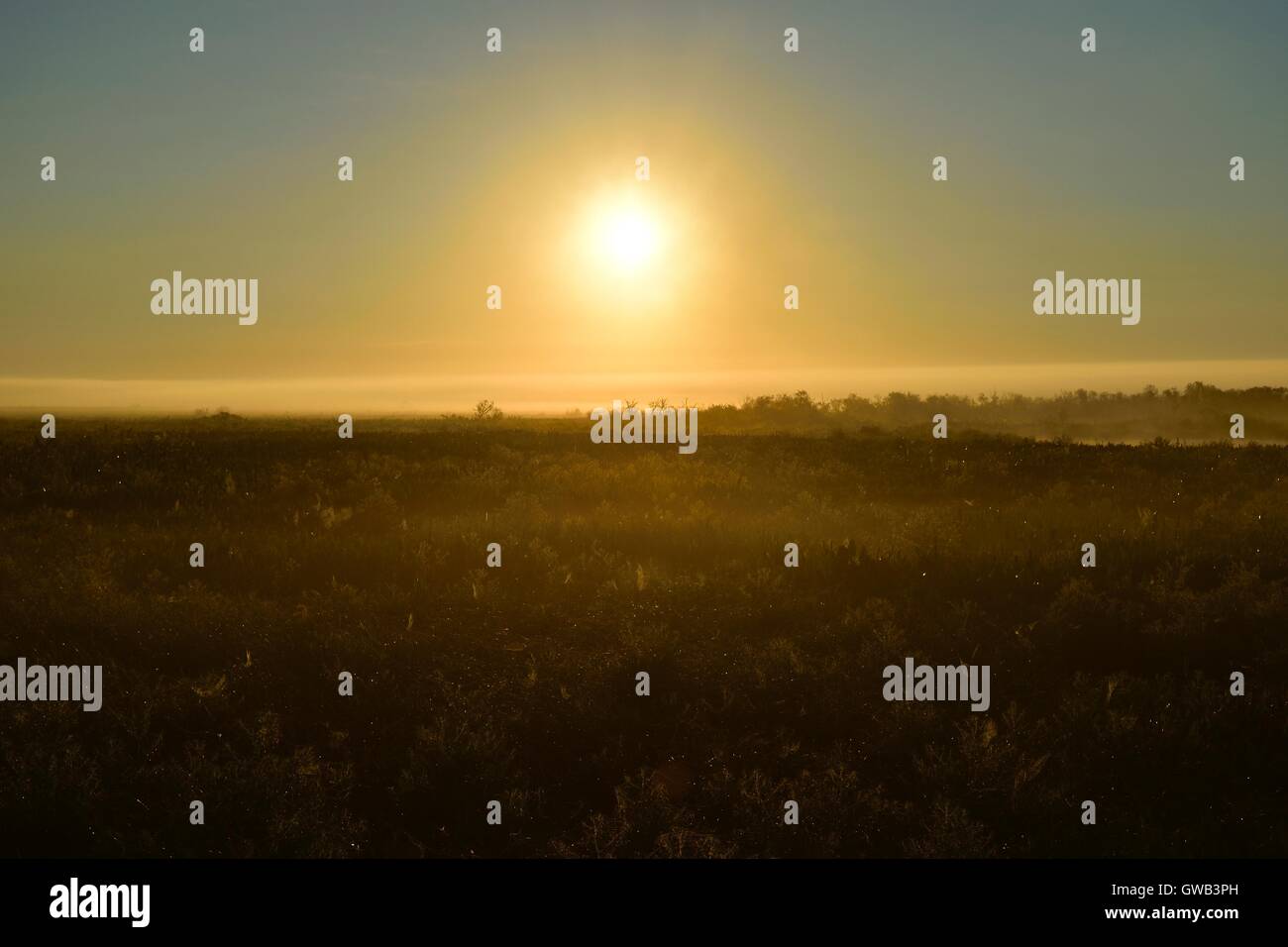Sonnenaufgang über einem Teich an einem nebligen Morgen in Florida. Stockfoto