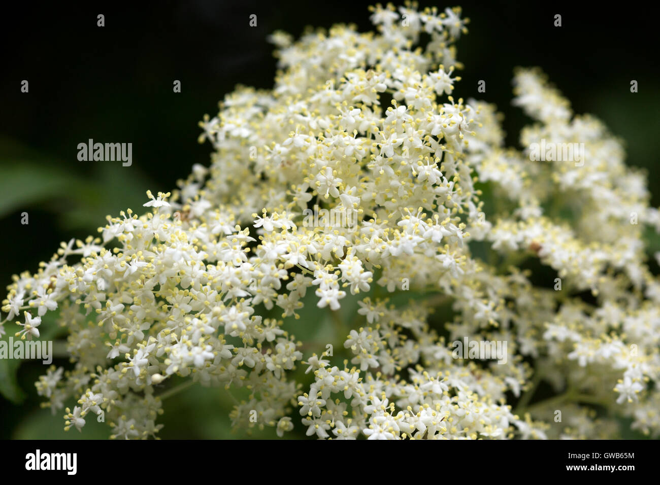 Weißen Blüten der Holunderblüten Stockfoto