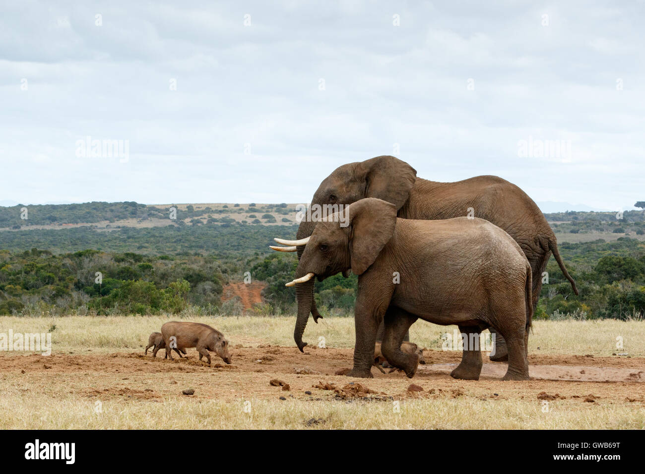 Große Brüder afrikanischen Bush Elefanten - ist der afrikanische Elefant das größere der beiden Arten des afrikanischen Elefanten. Beide ein Stockfoto