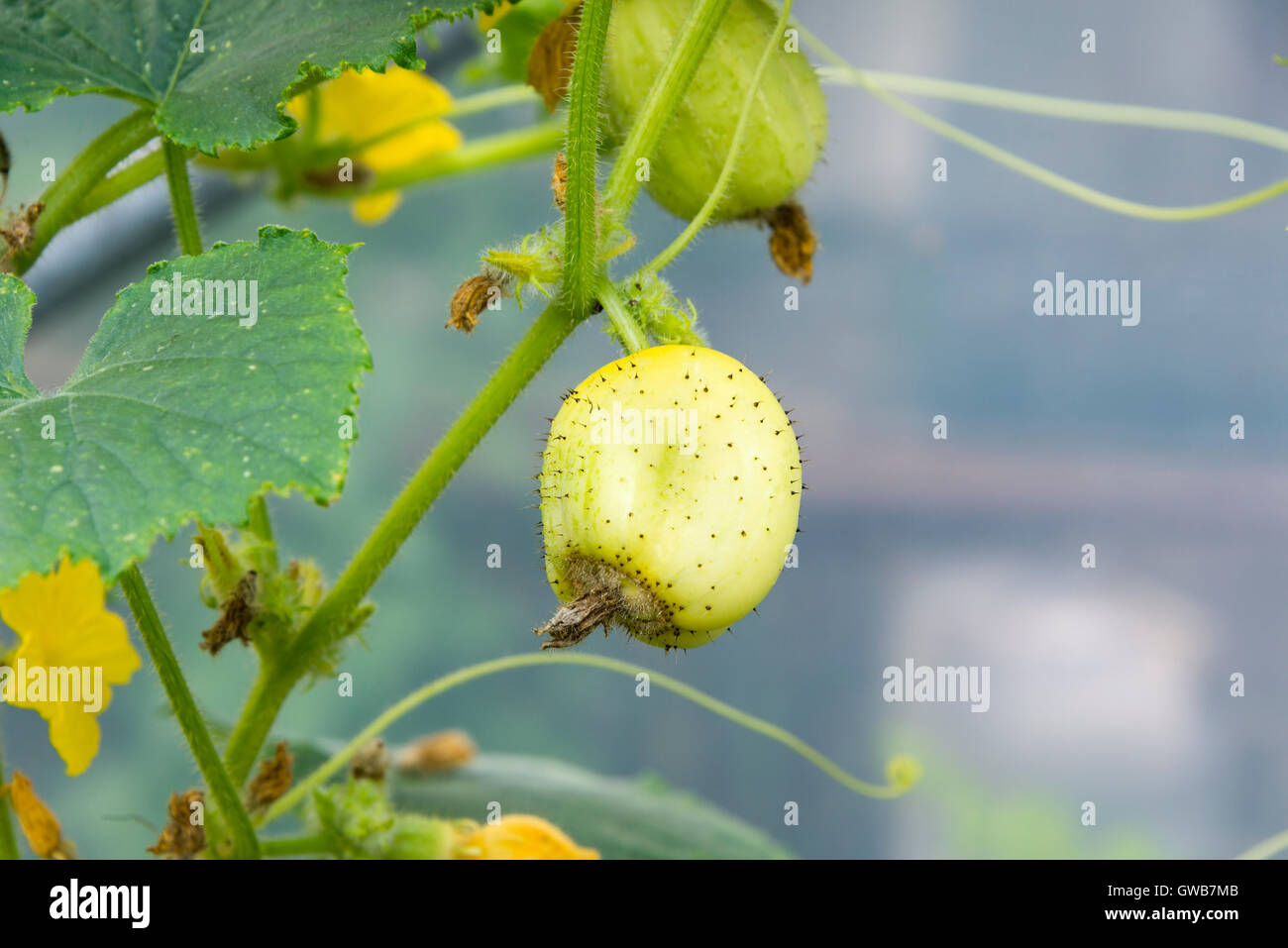 Zitrone Gurke Pflanze (Cucumis Sativus 'Zitrone') mit Obstbau. Stockfoto