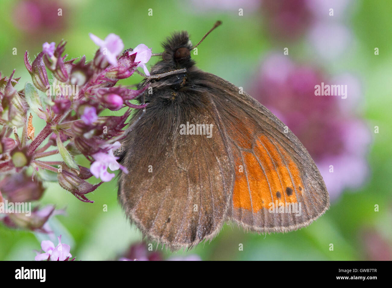 Ein Männchen des seltenen Ratzer-Ringelbleines (Erebia christi)Italien. Der seltenste Schmetterling Europas. Stockfoto