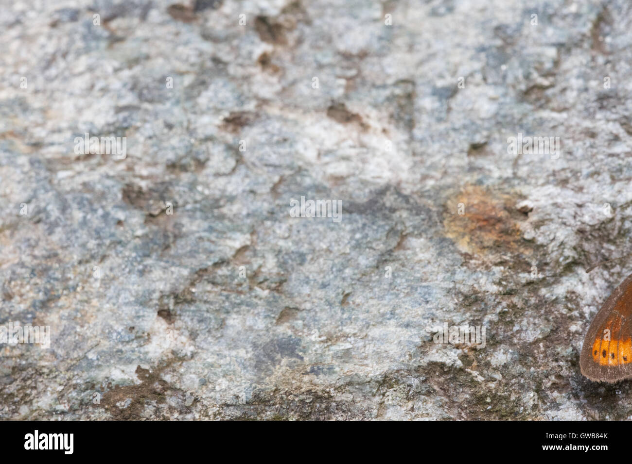 Funktionen des Schmetterlings Flügel Ratzer Ringel (Erebia Christi), Italien. Stockfoto