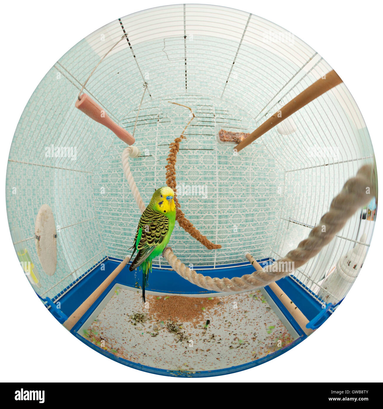 Budgie im Käfig mit einer 180-Grad-Fischauge-Linse Stockfoto