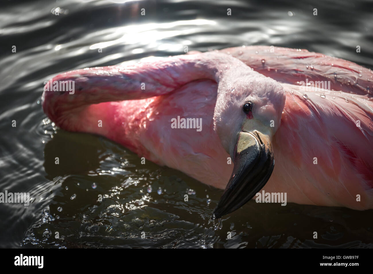 Baden-Flamingo Stockfoto