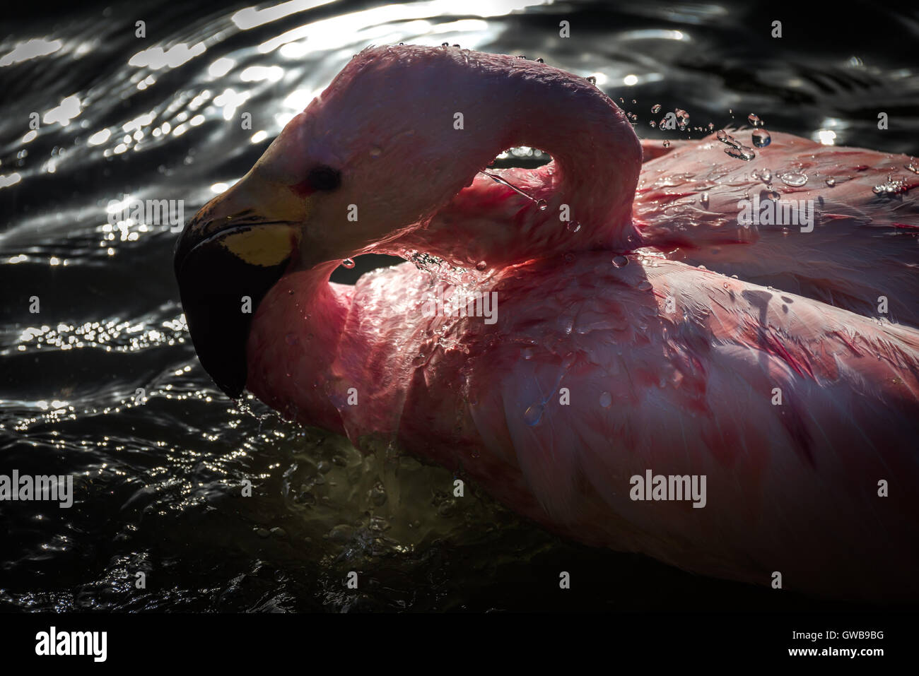 Baden-Flamingo Stockfoto