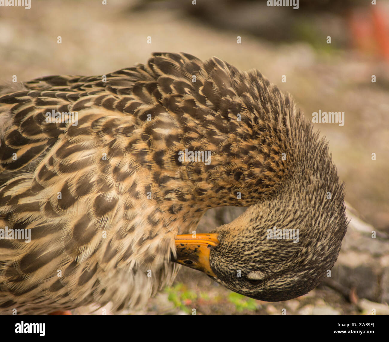 Ente, die Reinigung selbst Stockfoto