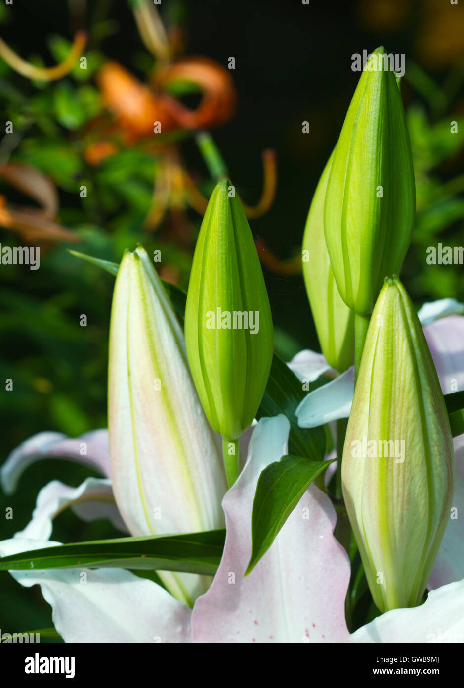 Natur-Hintergrund-Muster: Blütenblätter, Stempel, Staubblätter und Knospen der Lilie Blume Closeup Stockfoto