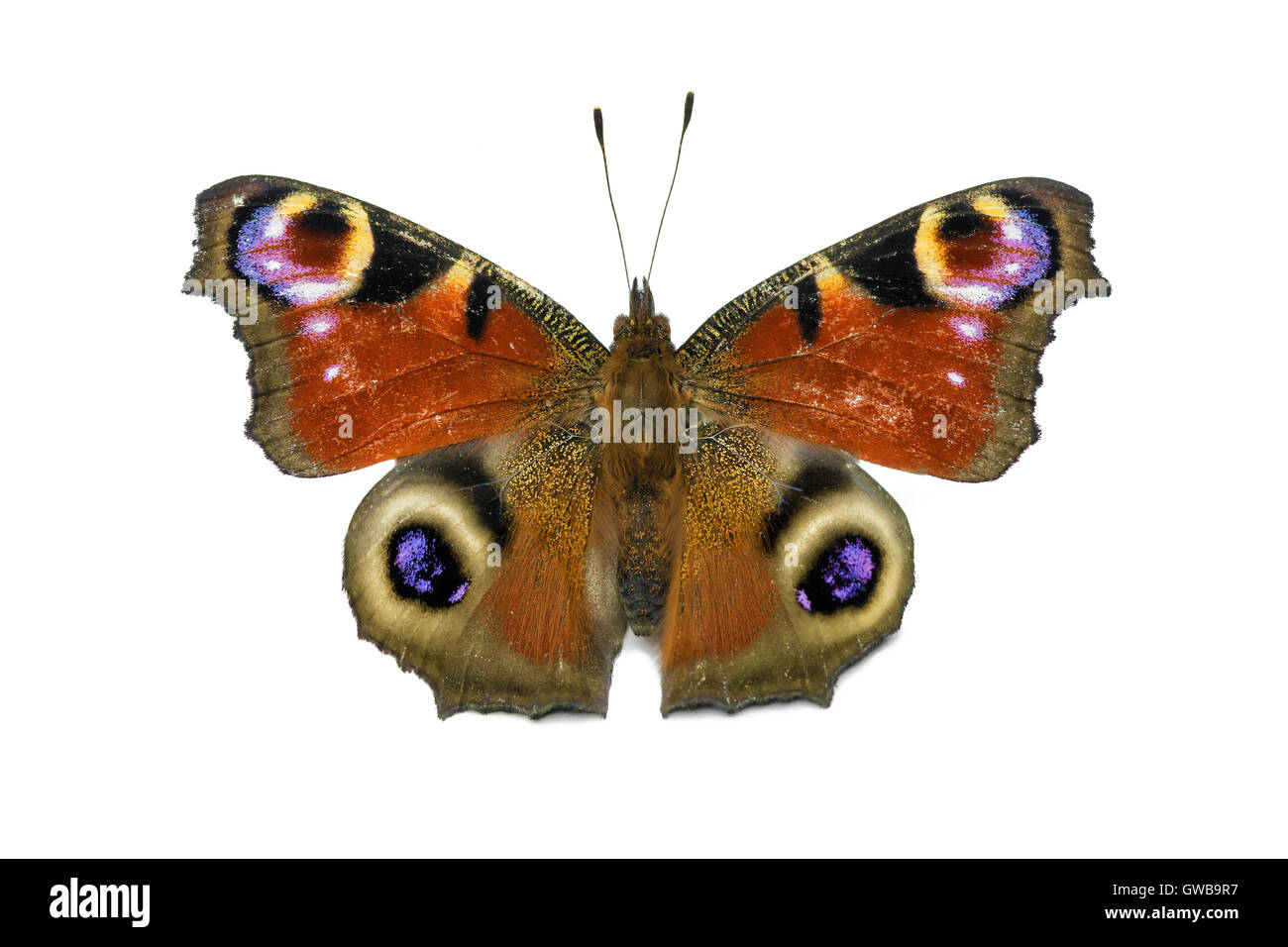 Aglais Io Schmetterling isoliert auf weißem Hintergrund Stockfoto